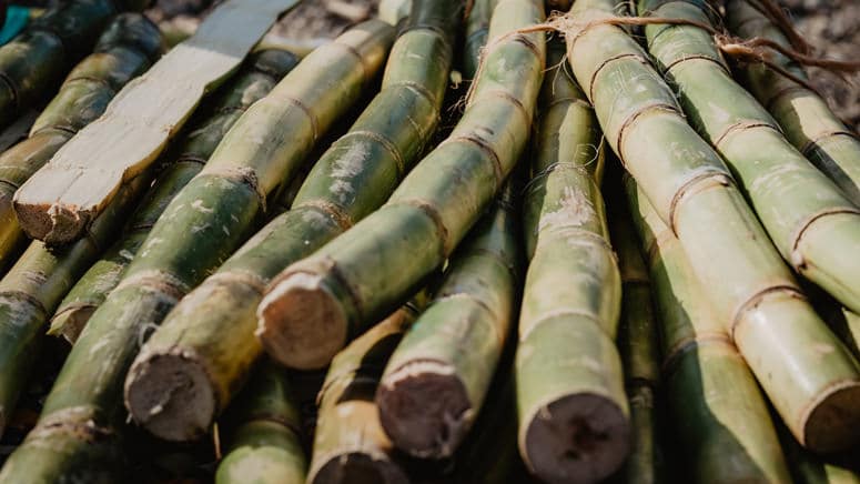 chopped sugarcane stems