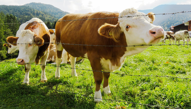 brown and white cattle behind fence on farm