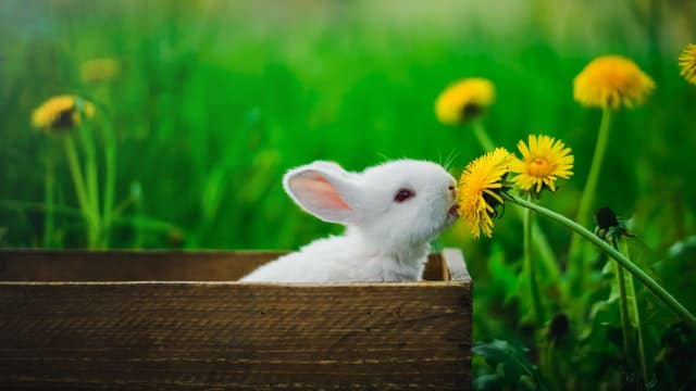 white bunny nipping at yellow flower