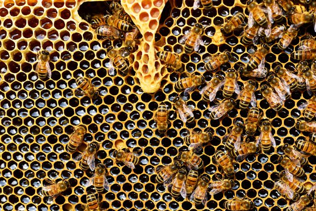 Honey bees in a beehive.