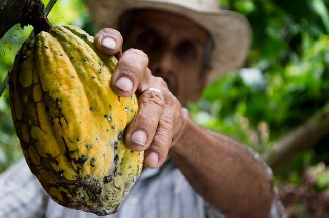 Cacao plant harvesting by a farmer.