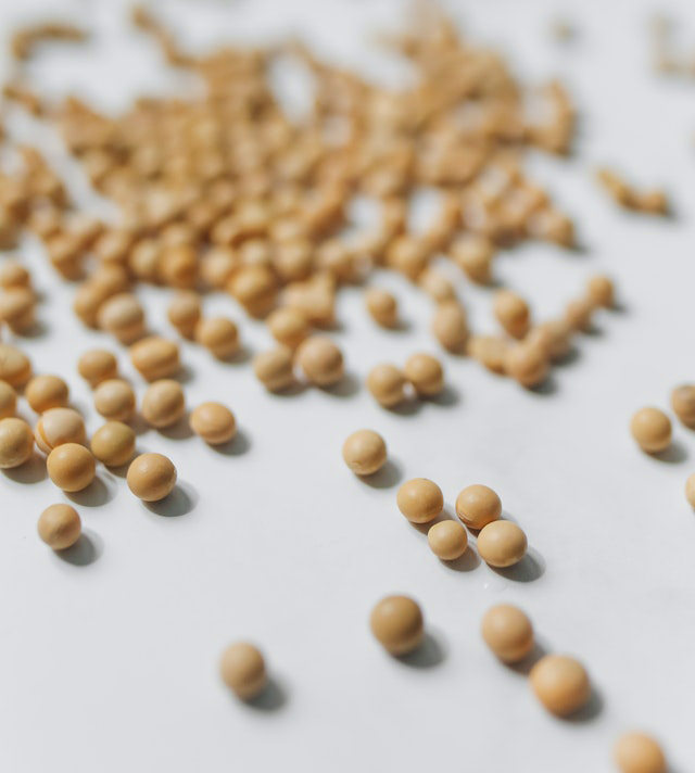 soybeans for soy lecithin