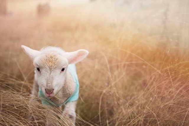 baby sheep in warm light setting