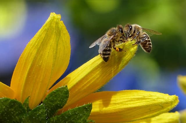 Two honeybees harvesting nectar from a yellow flower.