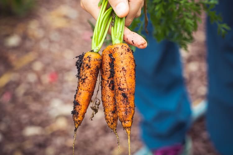 farmer holding carrots