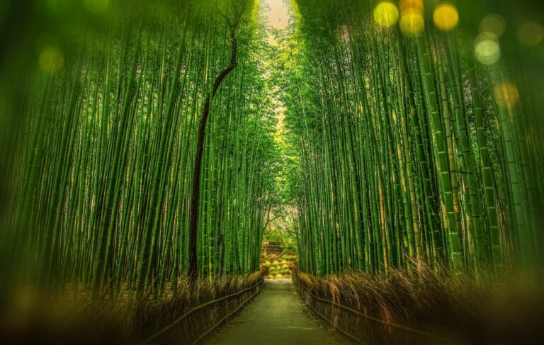 Is bamboo vegan? Bamboo forest